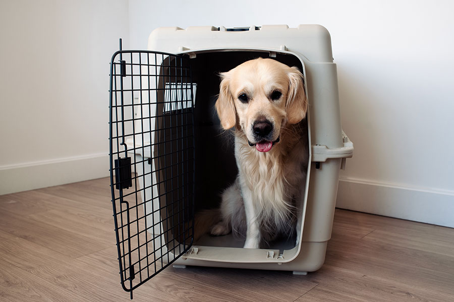 Dog in a boarding crate