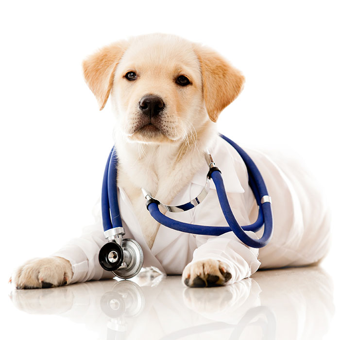 Puppy wearing a vet outfit